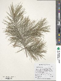 Image of Pinus herrerae