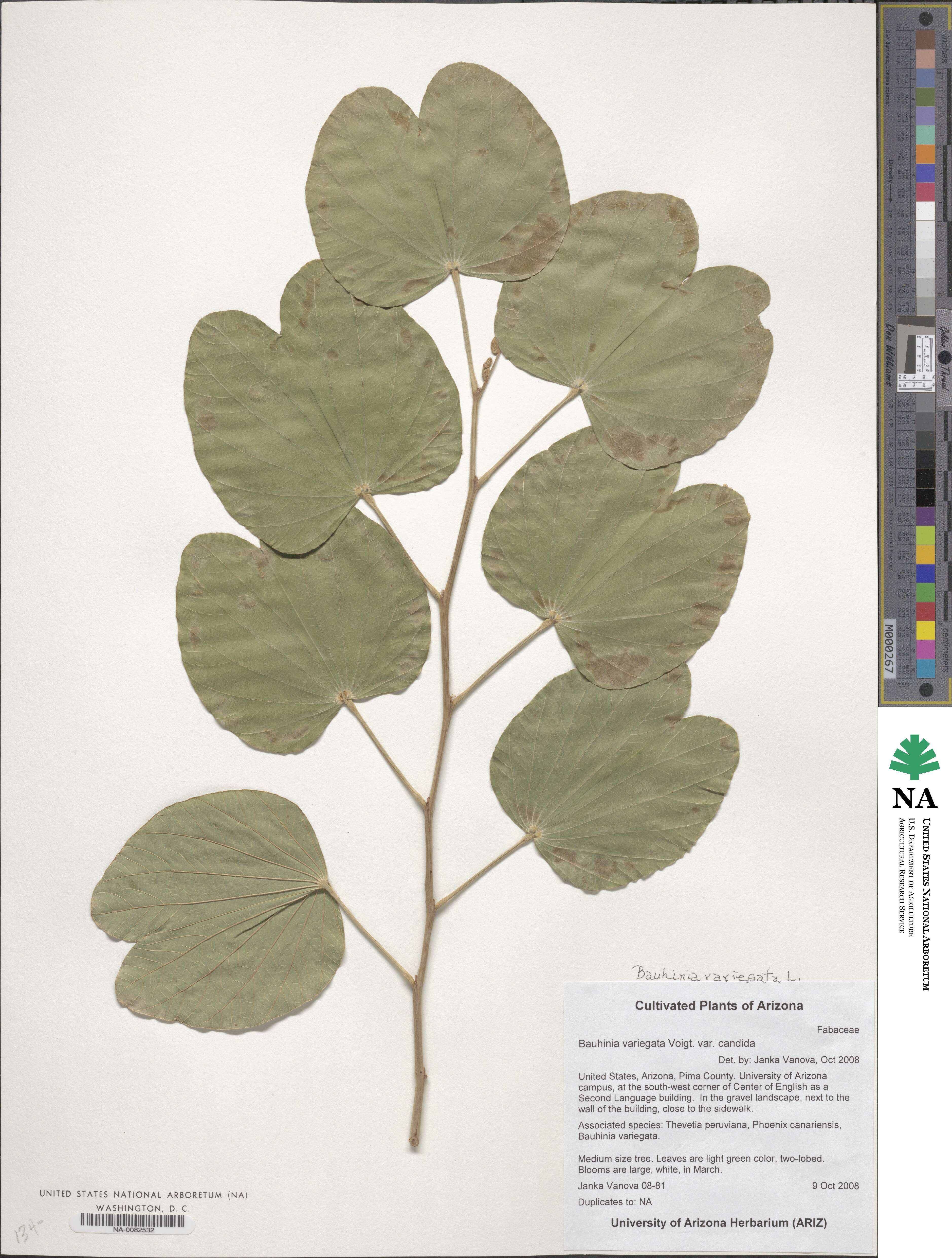 Bauhinia variegata var. candida image