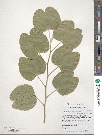 Bauhinia variegata var. candida image