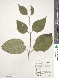 Cornus rugosa image