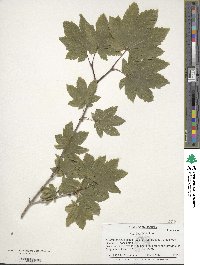 Acer circinatum image