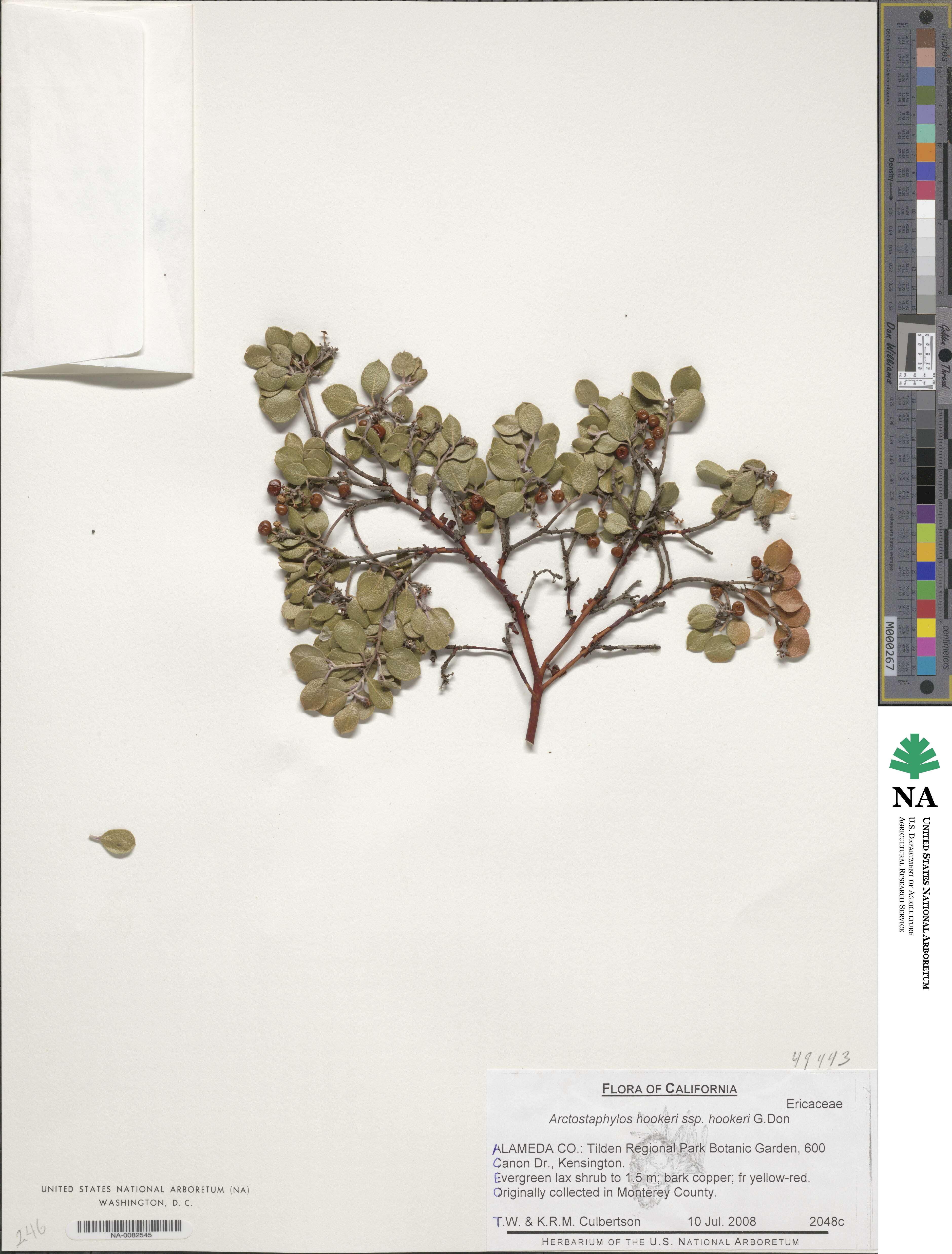 Arctostaphylos hookeri subsp. hookeri image