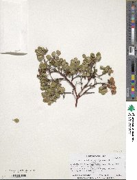 Arctostaphylos hookeri image