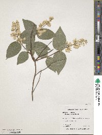 Deutzia scabra image