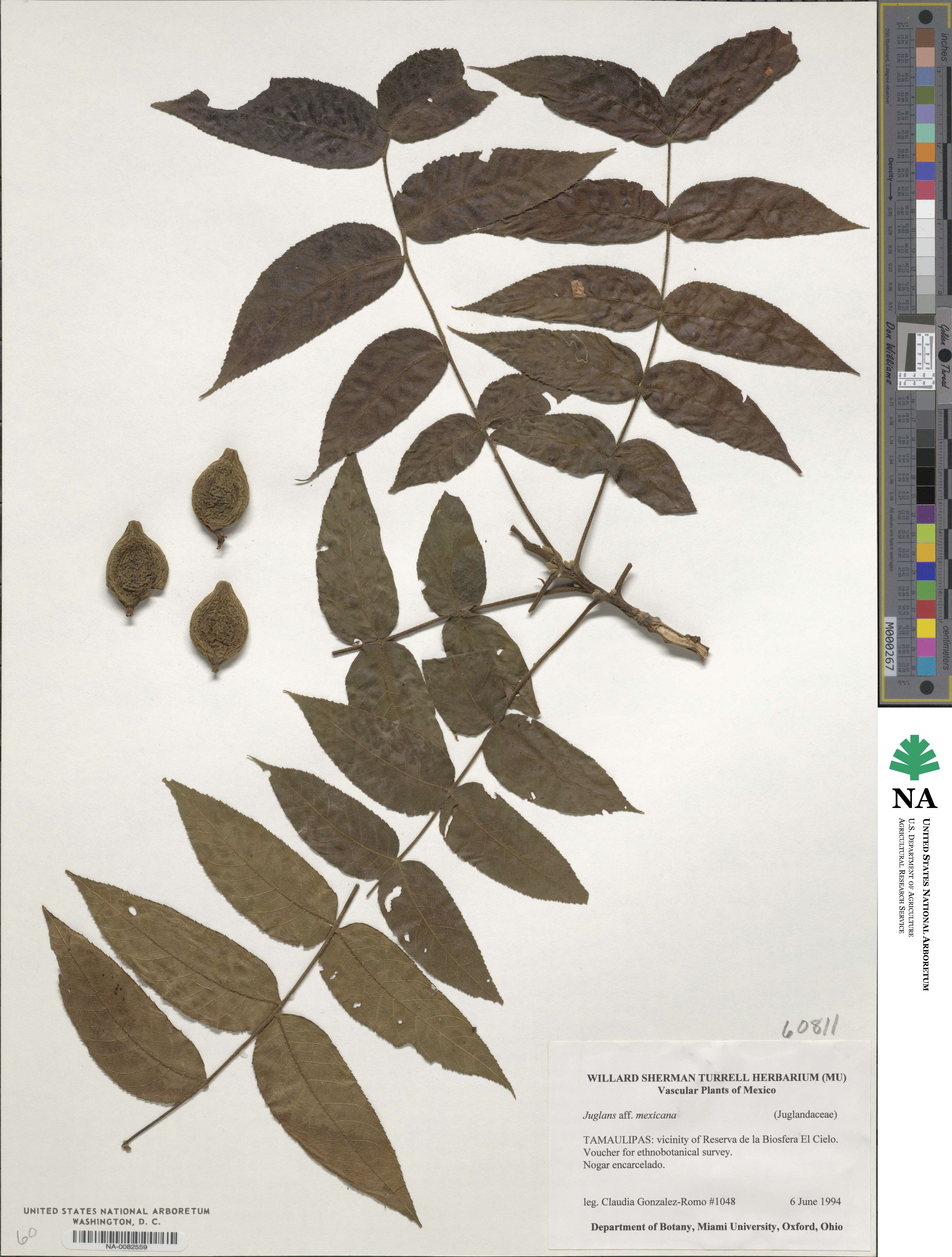 Juglans mollis image