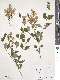 Syringa villosa image