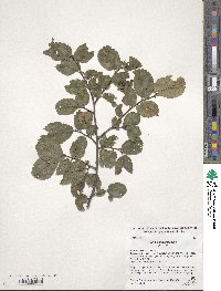 Ulmus glabra image