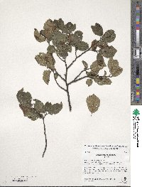 Ulmus procera image