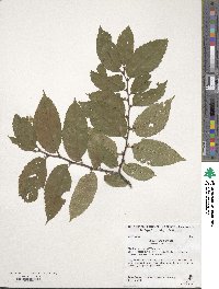 Ulmus serotina image