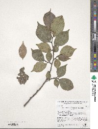 Ulmus lamellosa image