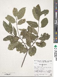 Ulmus glabra image