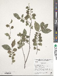 Ulmus pumila image