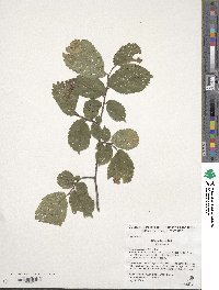 Ulmus laevis image