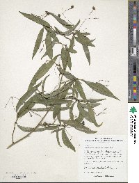 Clematoclethra scandens subsp. hemsleyi image