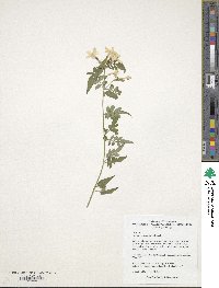 Jasminum polyanthum image