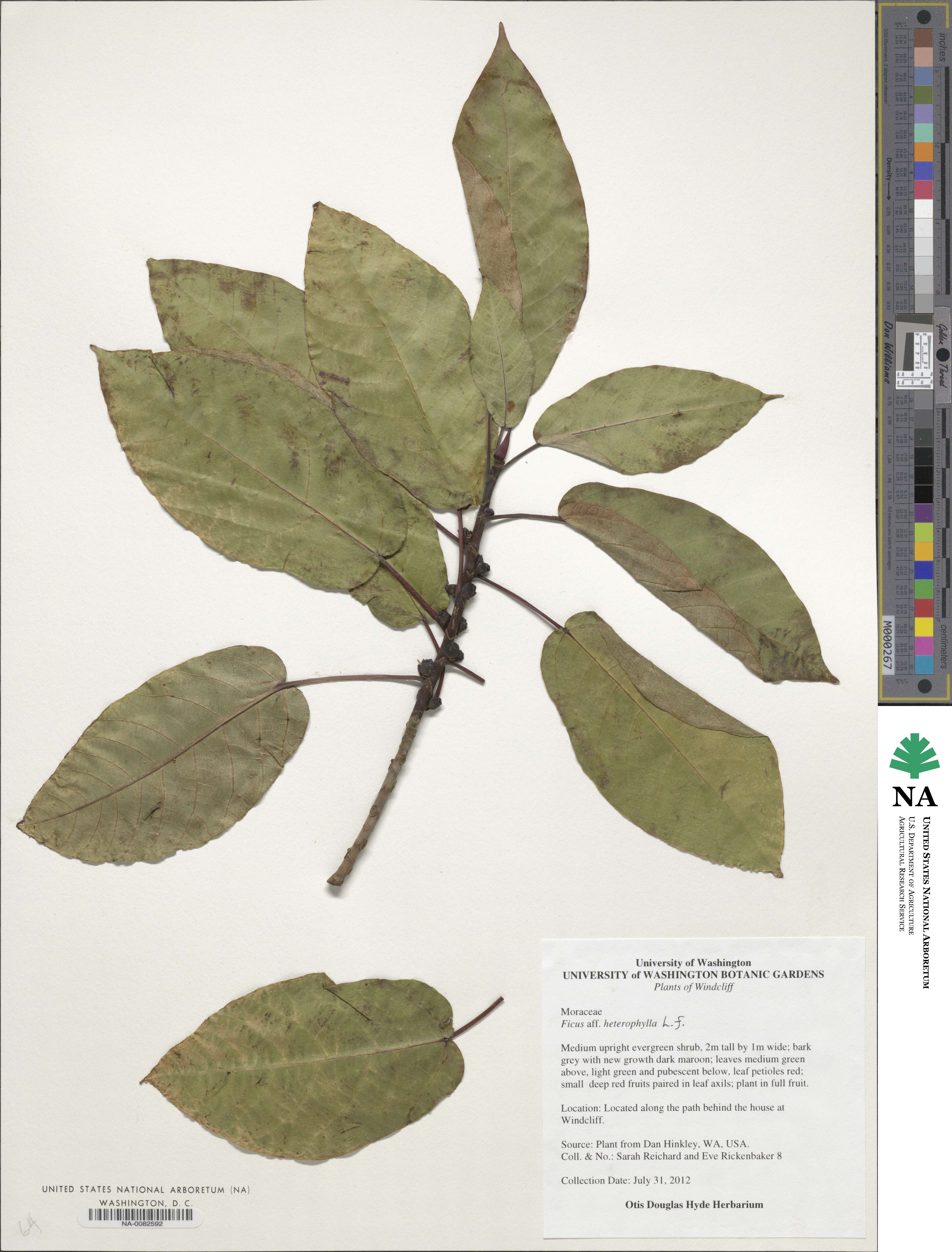 Ficus heterophylla image