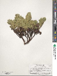 Arctostaphylos uva-ursi image