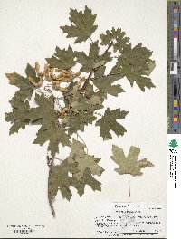 Acer grandidentatum image