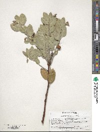 Arctostaphylos manzanita image