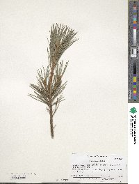 Pinus flexilis image