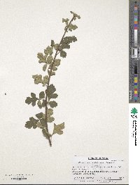 Rhus trilobata var. pilosissima image