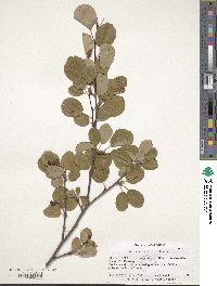 Amelanchier utahensis image