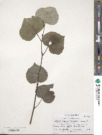 Populus tremuloides image