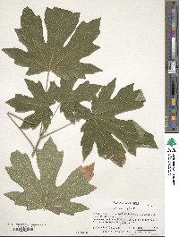 Acer macrophyllum image