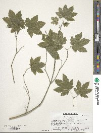 Acer circinatum image