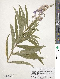 Epilobium angustifolium image