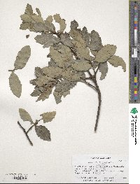 Quercus douglasii image