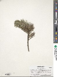 Pinus longaeva image