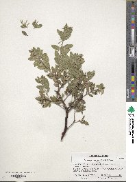 Arctostaphylos densiflora image