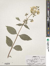 Philadelphus lewisii image