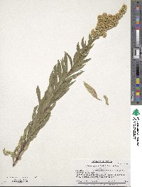 Solidago spectabilis image