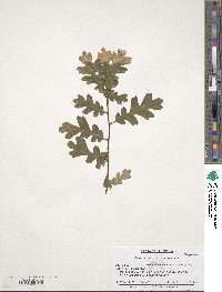 Quercus garryana var. semota image