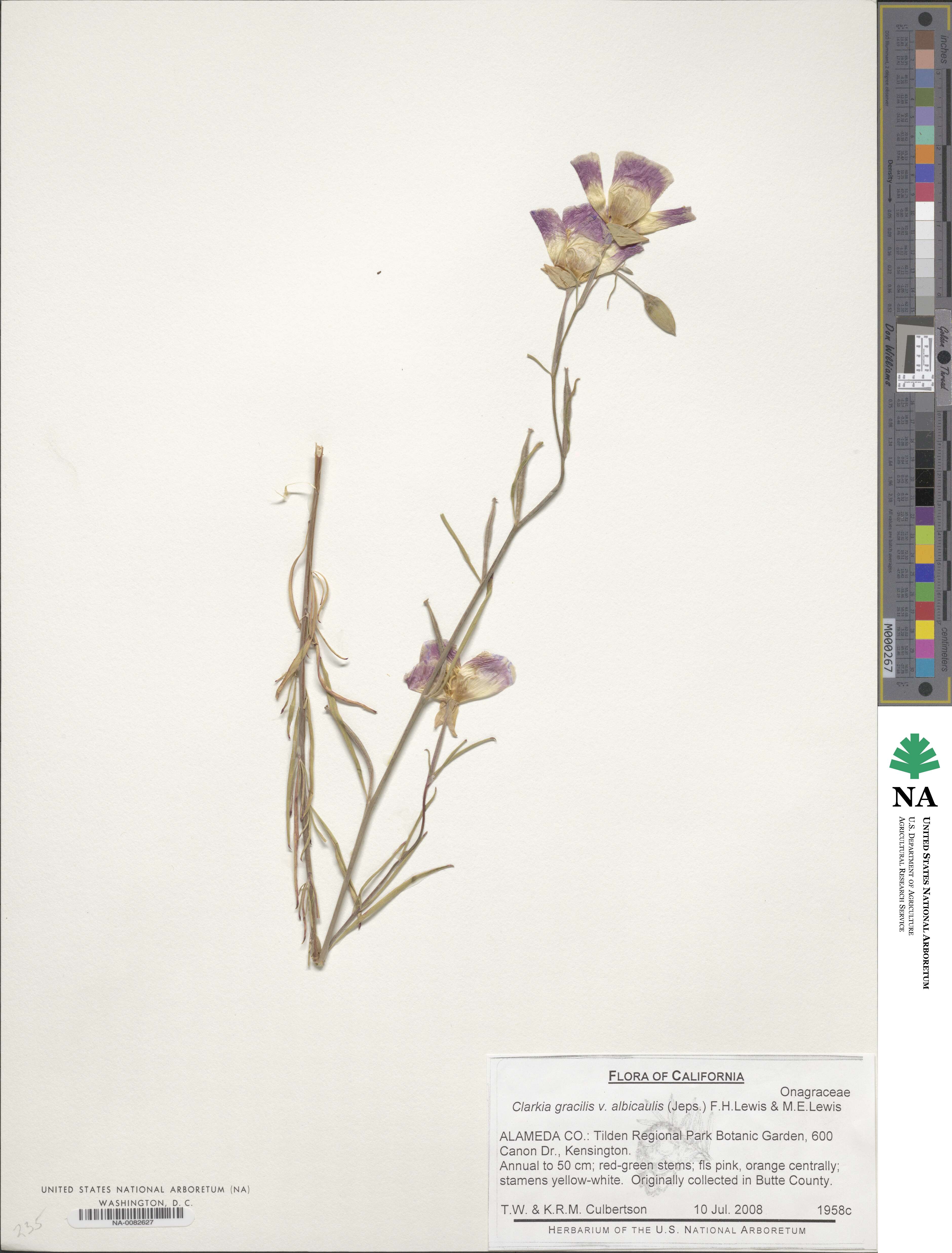 Clarkia gracilis subsp. albicaulis image