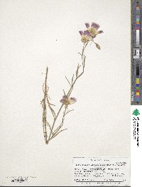 Clarkia gracilis image