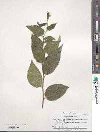 Celtis reticulata image