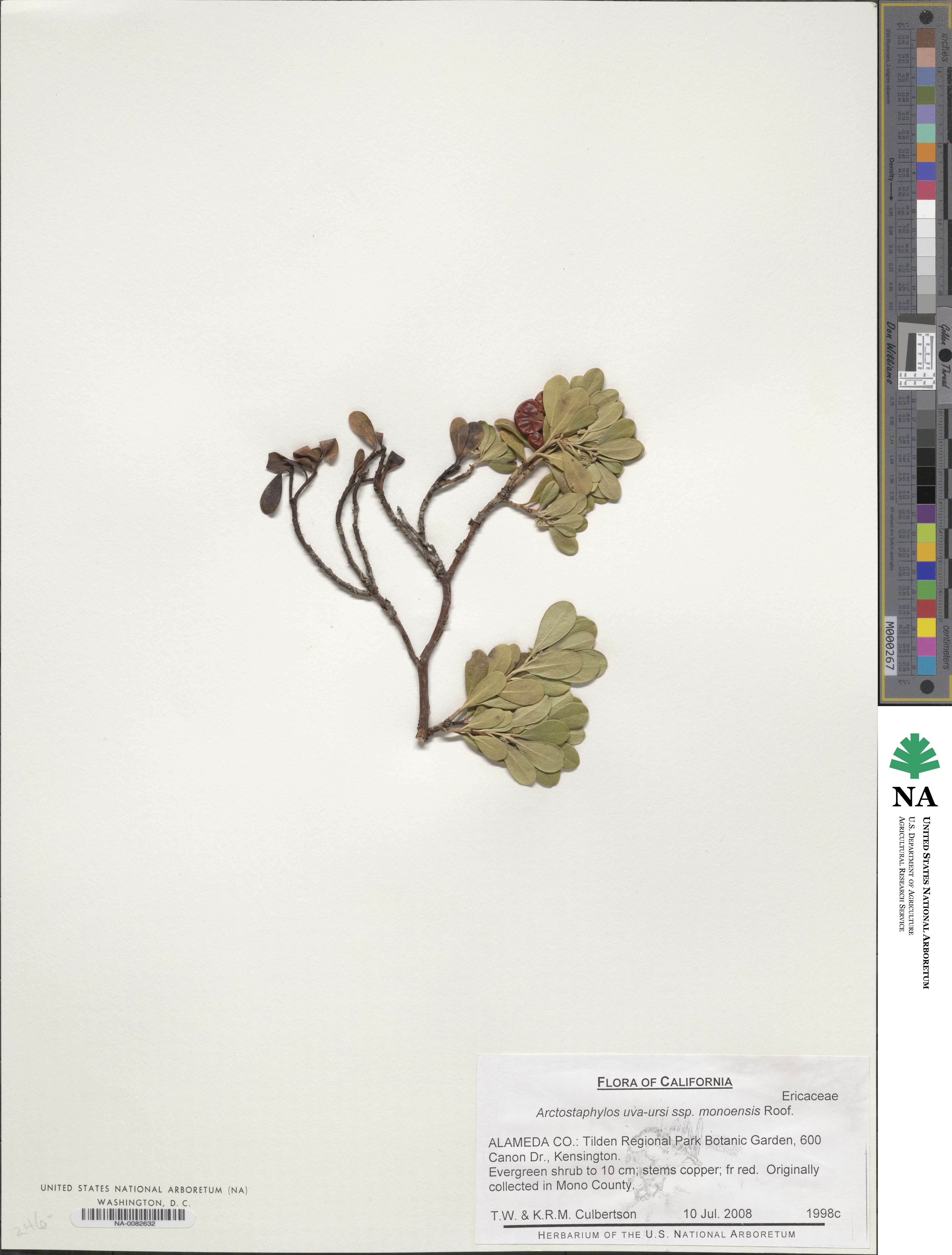Arctostaphylos uva-ursi subsp. uva-ursi image