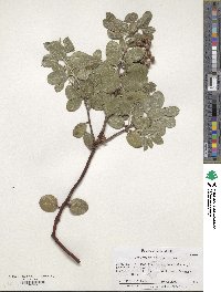 Arctostaphylos parryana image