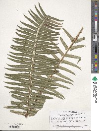 Polystichum munitum image