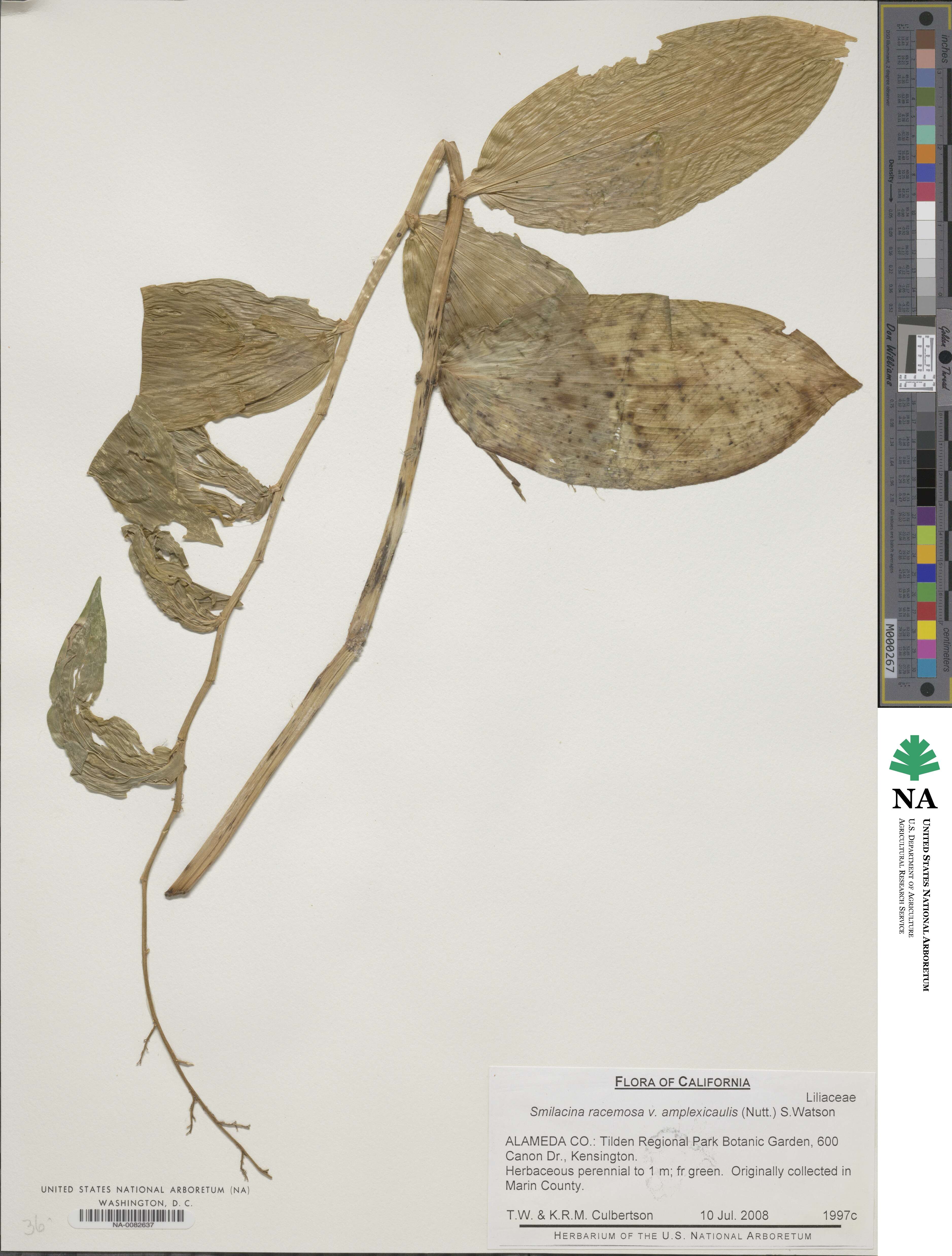 Maianthemum racemosum subsp. amplexicaule image