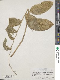 Maianthemum racemosum subsp. amplexicaule image