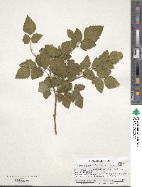 Rubus spectabilis image