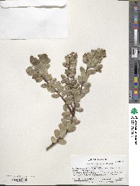 Arctostaphylos uva-ursi image