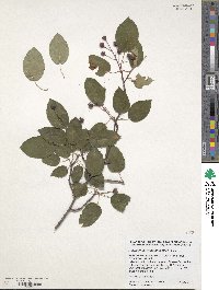 Amelanchier sanguinea image