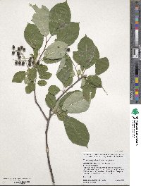 Prunus virginiana image