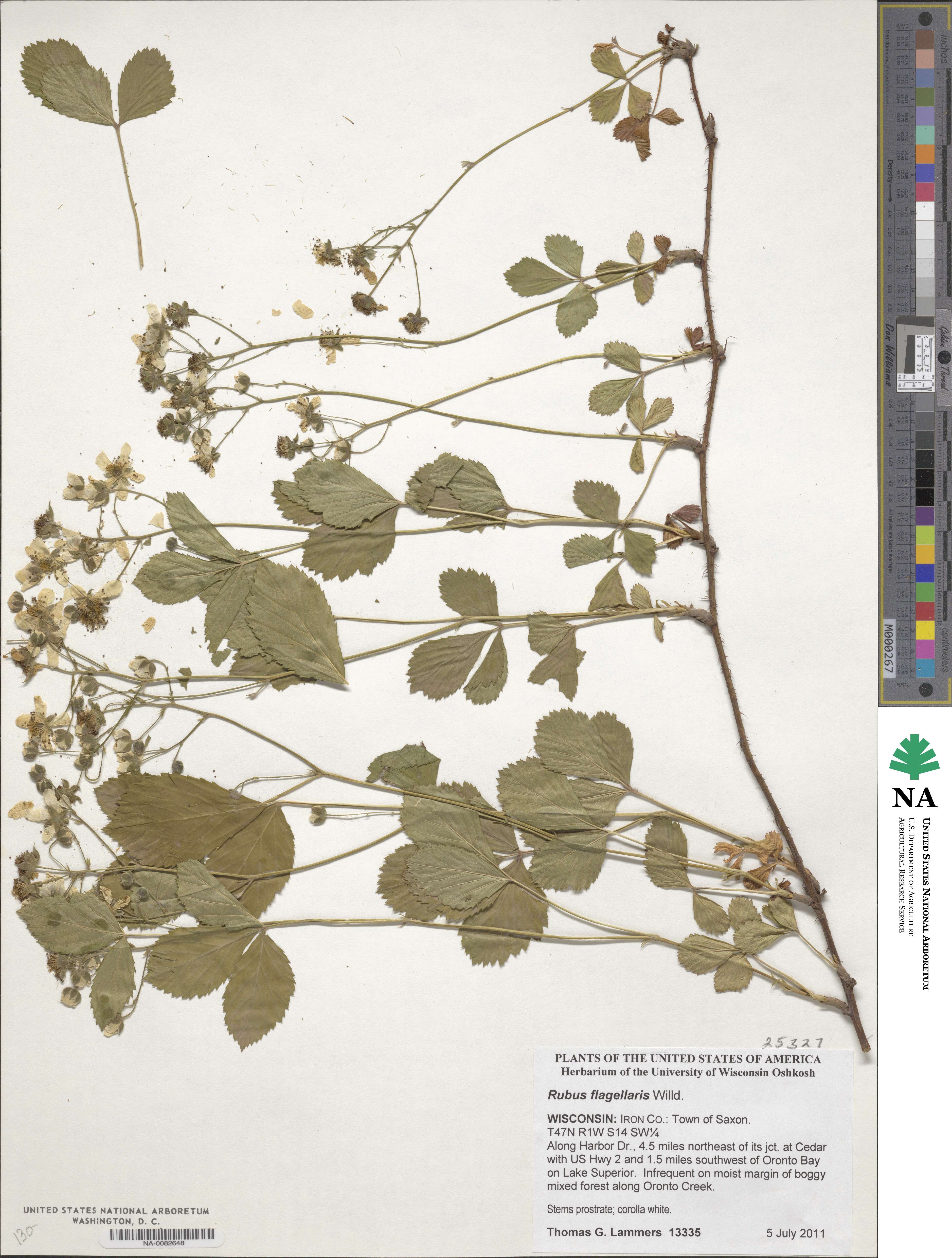 Rubus flagellaris image