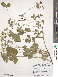 Rubus flagellaris image